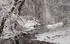 patak címlapfotó erdő tél