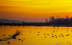 naplemente balaton sirály vizimadár tó magyarország tél
