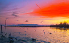 naplemente balaton címlapfotó sirály vizimadár tó magyarország tél
