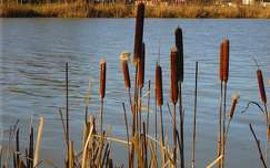 Soroksári-Duna ág, bambusz