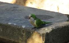 Barcelona - Güell park - érdeklődés