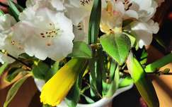 bimbó tavaszi virág nárcisz
