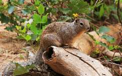 Squirrel - amerikai mókus (Zion NP)