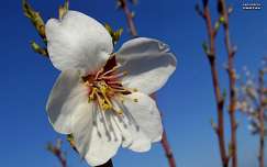 gyümölcsfa virág, tavasz, magyarország
