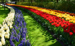 címlapfotó keukenhof jácint tavaszi virág kertek és parkok tavasz hollandia tulipán