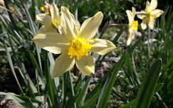 tavaszi virág nárcisz tavasz
