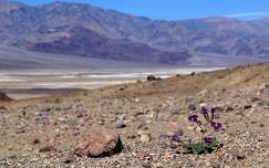 Tavasz Death Valley sivatagban, California, USA