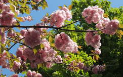 Japán cseresznyevirág