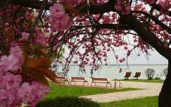 Balaton, Alsóörs, japán cseresznye virágzás.