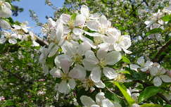 Virágzó almafa