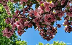 japán cseresznye címlapfotó tavasz