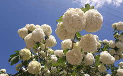 tavasz tavaszi virág címlapfotó labdarózsa