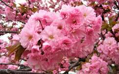 japán cseresznye tavasz virágzó fa