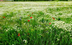 Kamilla virág mező
