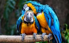 madár papagáj címlapfotó