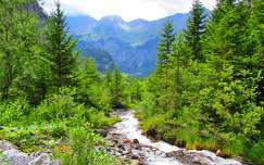 nyár fenyő örökzöld folyó hegy erdő címlapfotó