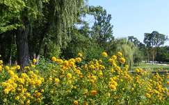 címlapfotó boglárkacserje kertek és parkok nyári virág nyár