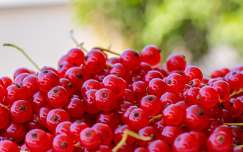 ribizli, gyümölcs, nyár, piros, egészség, vidám