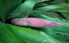 Bromélia avagy Angyalkönny