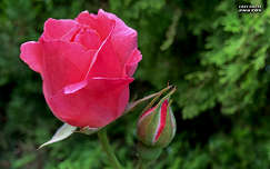 rózsa, virág, magyarország
