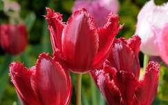 tulip, tulipán, lale, Istanbul, piros, virág, virágszirom, álom, fordros