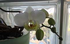 Orchidea