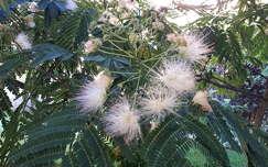 Japán akác