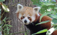Vörös panda,vagy macskamedve
