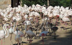 Flamingók az Állatkertben