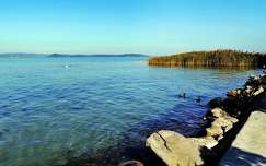 kacsa ősz nád vizimadár tó magyarország