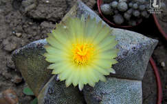 kaktuszvirág címlapfotó kaktusz