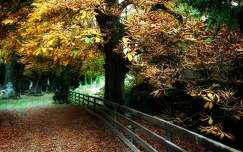 fa kerítés ősz