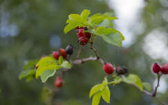 gyümölcs csipkebogyó címlapfotó ősz