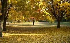 Népligeti ősz