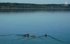balaton kacsa címlapfotó ősz vizimadár tó magyarország