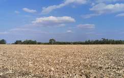 Learatott kukorica föld