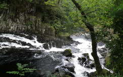 Wales-i erdő