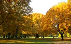 Népligeti ősz