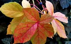 ősz levél színes