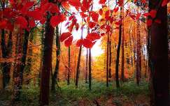 ősz írország címlapfotó erdő