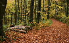 út címlapfotó ősz levél írország erdő