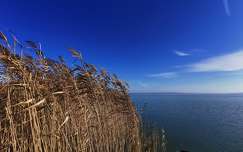 balaton ősz nád tó magyarország