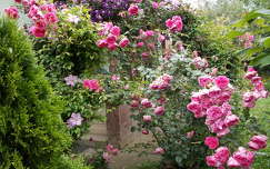 Rózsa,kert,nyár