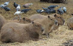 Kaapibarák,vagy vizidisznó az Állatkertben
