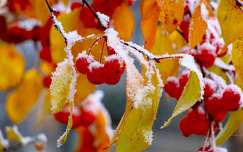 ősz címlapfotó színes tél