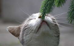 címlapfotó fenyő karácsony macska