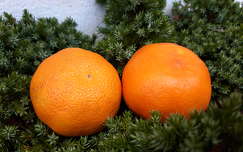 címlapfotó gyümölcs mandarin