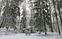 pad címlapfotó tél kertek és parkok fenyő