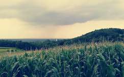 Zalai táj, kukoricaföld