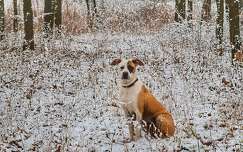 kutya tél